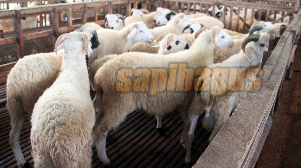 promo jual kambing domba mulai 2 jt an (27)