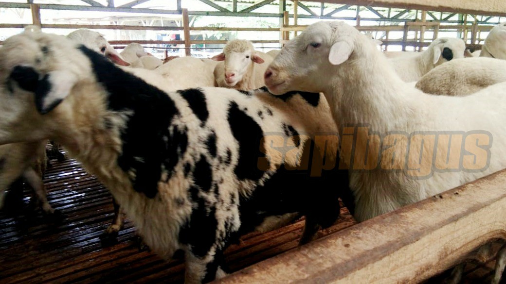 promo jual kambing domba mulai 2 jt an (4)