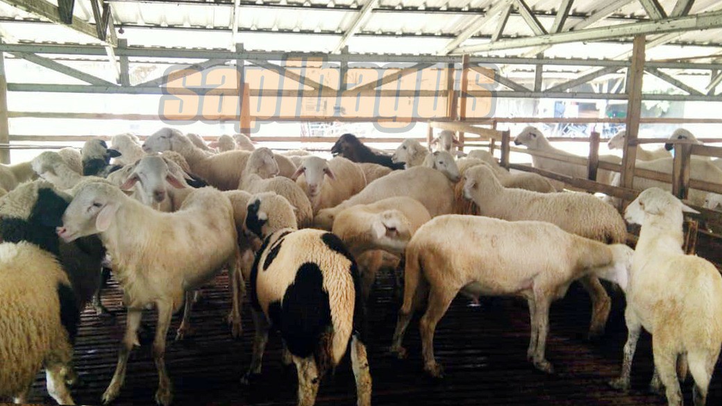 promo jual kambing domba mulai 2 jt an (7)