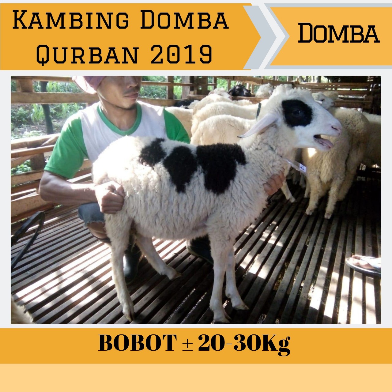 Kambing Domba Qurban Sapibagus 2019 (3)