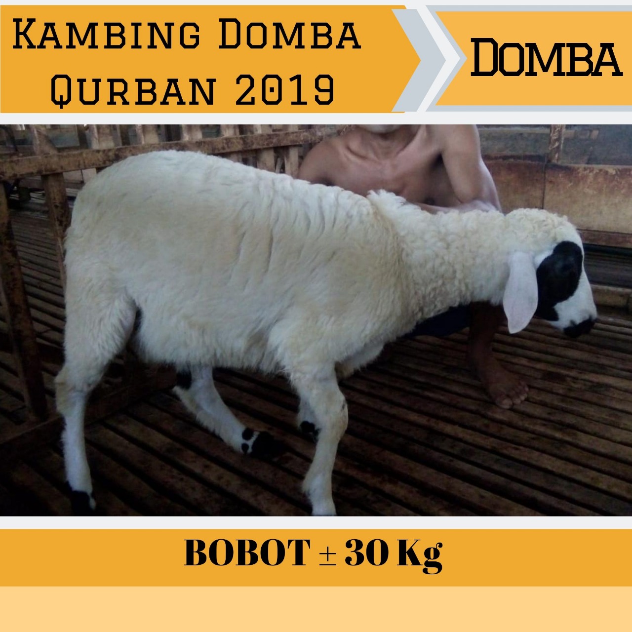 Kambing Domba Qurban Sapibagus 2019 (5)