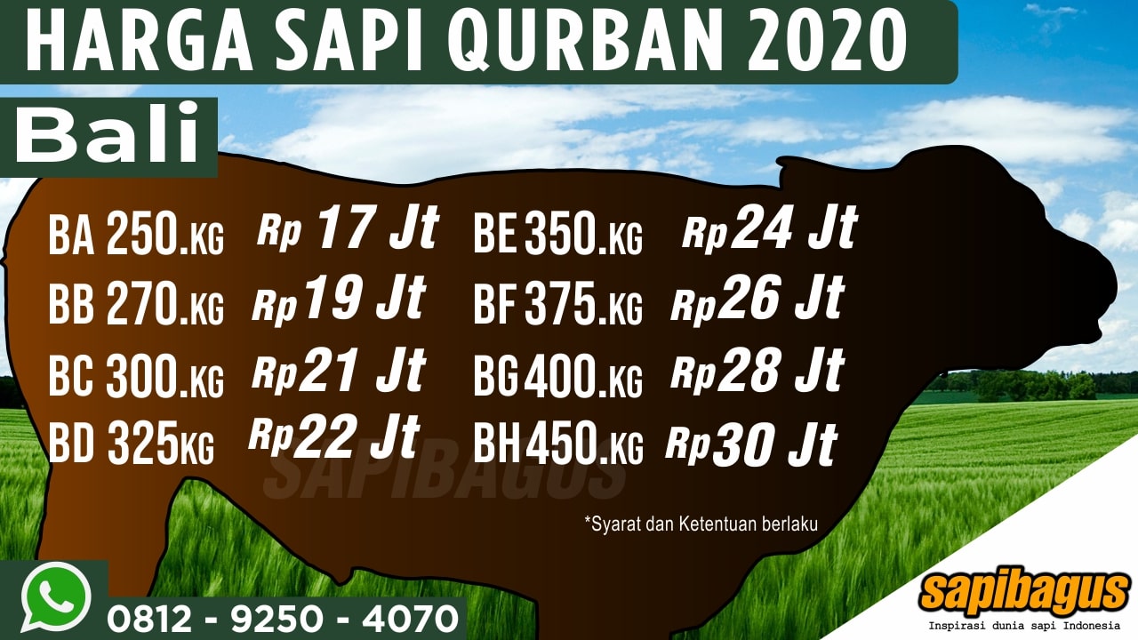 Harga Promo Sapi Qurban Sapibagus 2020 (3)-min