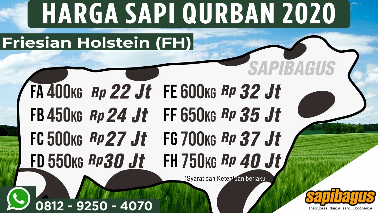 Harga Promo Sapi Qurban Sapibagus 2020 (6)-min