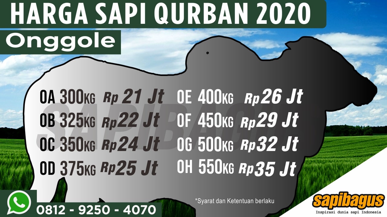 Harga Promo Sapi Qurban Sapibagus 2020 (7)-min