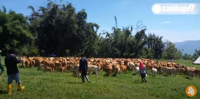 Populasi Sapi Indonesia di Peternakan sapi di Sumatera