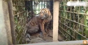 Harimau Sumatera Memangsa Sapi