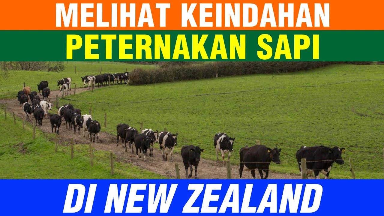 Kondisi Peternakan Sapi Di Negara Selandia Baru New Zealand - sapibagus.com