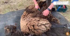 Aksesoris Peternak Kambing Domba Gunting Kuku Dan Alat Cukur