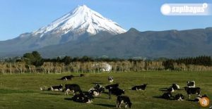 Peternakan Sapi Modern Di Negara Selandia Baru New Zealand