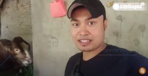 Youtuber Sapi Terbesar Indonesia