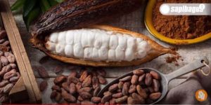 Pakan Ternak Limbah Kakao
