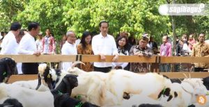 Peternakan Domba Presiden Jokowi