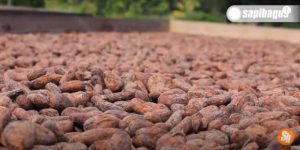 Pakan Ternak Limbah Kakao