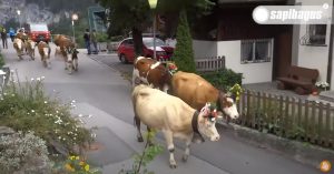 Tradisi Swiss Cows Parade
