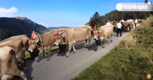 Keindahan Peternakan Sapi Switzerland