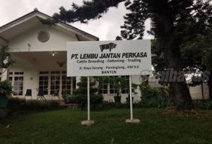 Feedloter Sapi Jabodetabek Bandung
