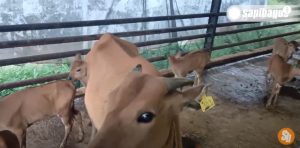 Sukses Breeding Sapi Bali