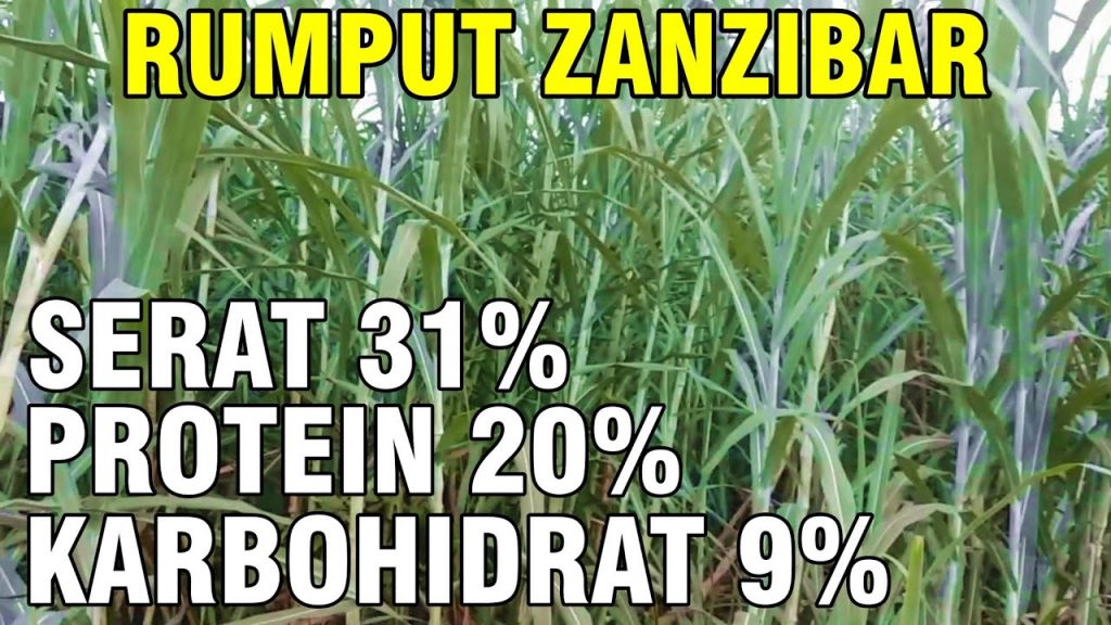 Manfaat Hijauan Rumput Zanzibar Untuk Pakan Ternak Sapi