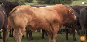 Persilangan Sapi Limousin