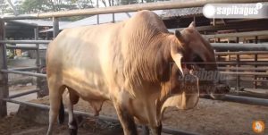 Persilangan Sapi Limousin Ongole