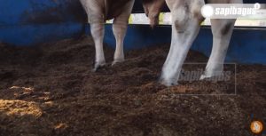 Persilangan Sapi Limousin Ongole