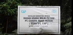 Breeding Sapi Indonesia