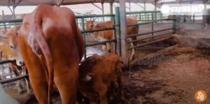 Jenis Sapi Industri Feedloter Bull Steer Heffer Cow