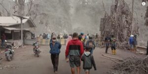 Ternak Sapi Terdampak Erupsi Gunung Semeru