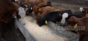 Pakan Soyabean Meal SBM Untuk Ternak Sapi Ruminansia Hingga Unggas