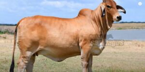 Jenis Sapi Industri Feedloter Bull Steer Heffer Cow