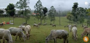Wisata Ruminansia Sapi Kambing Domba Di Banten