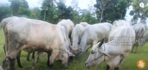 Wisata Ruminansia Sapi Kambing Domba Di Banten