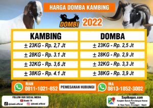 Harga Promo Domba Kambing Qurban 2022