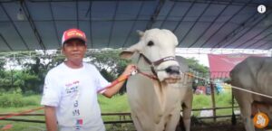 Pemenang Kontes Sapi PO Kembang Lambe Bobot 1 Ton
