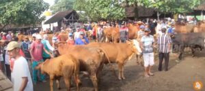 Pemilihan bibit sapi di pasar sapi