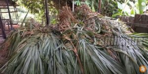 Hijauan Bibit Rumput Pakchong Dikirim Ke Sulawesi