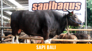 Sapi Bali