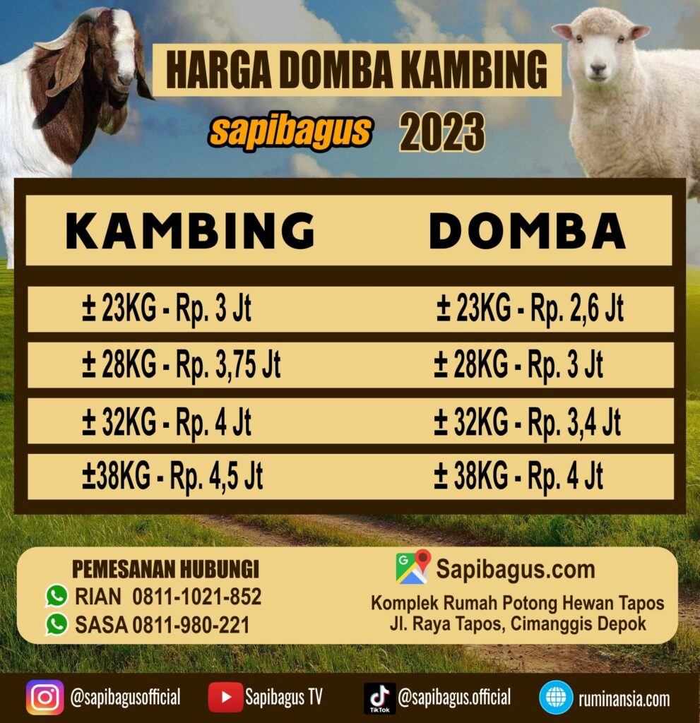 Harga Domba Kambing Qurban 2023