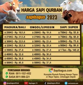 Harga Sapi Qurban 2023
