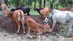 integrasi breeding sapi dengan perkebunan sawit