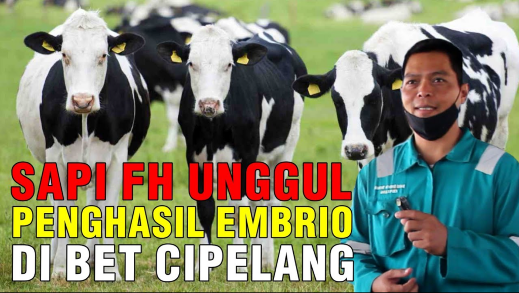 Sapi Friesian Holstein Unggul Hasilkan Embrio di BET Cipelang