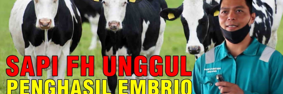 Sapi Friesian Holstein Unggul Hasilkan Embrio di BET Cipelang