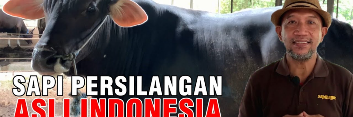 sapi persilangan asli indonesia bali onggol